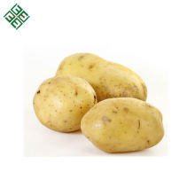 Patatas de Bangladesh / Papa fresca / Papa ecológica